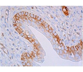 CD44 Antibody (OX50) - Immunohistochemistry - Image 357877 
