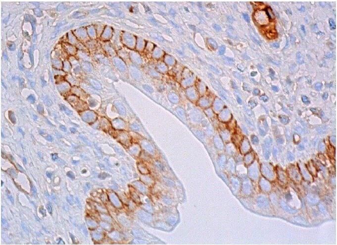 CD44 Antibody (OX50) | SCBT - Santa Cruz Biotechnology