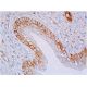 CD44 Antibody (OX50) - Immunohistochemistry - Image 357877 
