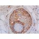 CD44 Antibody (OX50) - Immunohistochemistry - Image 357878