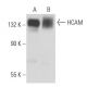 CD44 Antibody (P1G12) - Western Blotting - Image 15549