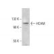 CD44 Antibody (P3H9) - Western Blotting - Image 376746