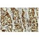 hCAP-D3 Antibody (283.7) - Immunohistochemistry - Image 36256