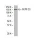 hCAP-D3 Antibody (283.7) - Western Blotting - Image 34380 