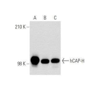 hCAP-H Antibody (H-6) - Western Blotting - Image 137032 