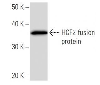 HCF2 Antibody (192D3a) - Western Blotting - Image 16667