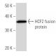HCF2 Antibody (192D3a) - Western Blotting - Image 16667