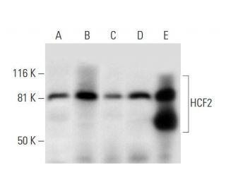 HCF2 Antibody (C-6) - Western Blotting - Image 293088 