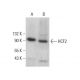 HCF2 Antibody (C-6) - Western Blotting - Image 378174 