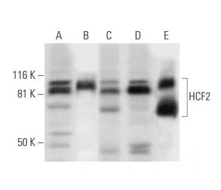 HCF2 Antibody (D-12) - Western Blotting - Image 293089 