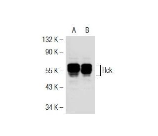 Hck Antibody (3D12E10) - Western Blotting - Image 32803 