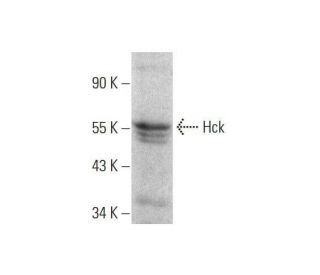 Hck Antibody (A-8) - Western Blotting - Image 351692 