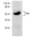 Hck Antibody (B-9) - Western Blotting - Image 148759