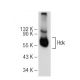 Hck Antibody (E-1) - Western Blotting - Image 73067