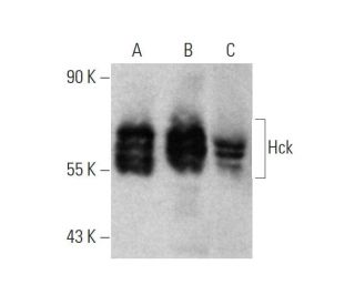 Hck Antibody (E-1) - Western Blotting - Image 346623 