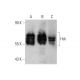 Hck Antibody (E-1) - Western Blotting - Image 346623 