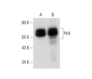 western blotting image from recommended Hck (G-4) monoclonal antibody replacement. Image 333384