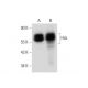 western blotting image from recommended Hck (G-4) monoclonal antibody replacement. Image 333384