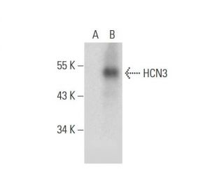 HCN3 Antibody (A-3) - Western Blotting - Image 298554