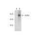 HCN3 Antibody (A-3) - Western Blotting - Image 298554