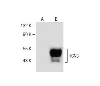 HCN3 Antibody (B-12) - Western Blotting - Image 141586