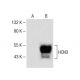 HCN3 Antibody (B-12) - Western Blotting - Image 141586