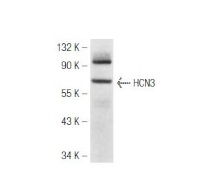 HCN3 Antibody (TLL6C5) - Western Blotting - Image 50145 
