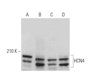 western blotting image from recommended HCN4 (SHG 1E5) monoclonal antibody replacement. Image 375915