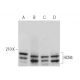 western blotting image from recommended HCN4 (SHG 1E5) monoclonal antibody replacement. Image 375915