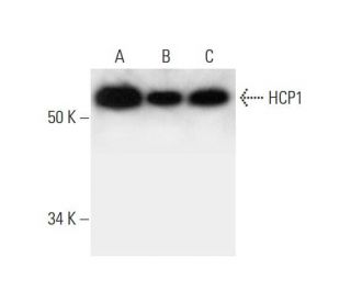 HCP1 Antibody (B-4) - Western Blotting - Image 295889 