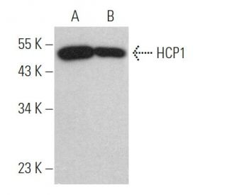 HCP1 Antibody (B-4) | SCBT - Santa Cruz Biotechnology