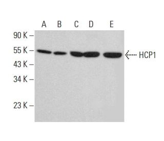 HCP1 Antibody (B-4) - Western Blotting - Image 383311 