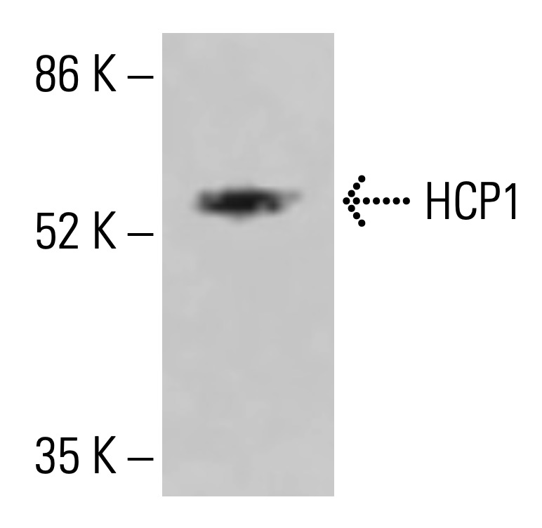HCP1 Antibody (B-4) | SCBT - Santa Cruz Biotechnology