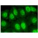 HD-PTP Antibody (F-4) - Immunofluorescence - Image 323471 