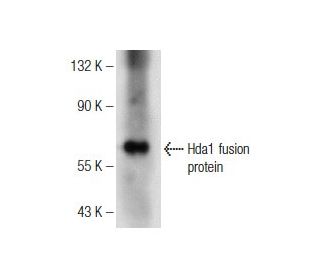 Hda1 Antibody (A-7) - Western Blotting - Image 146398