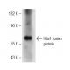 Hda1 Antibody (A-7) - Western Blotting - Image 146398