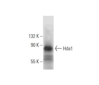 Hda1 Antibody (E-9) - Western Blotting - Image 298555