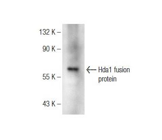Hda1 Antibody (G-3) - Western Blotting - Image 146397