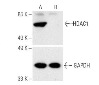 HDAC1 HDR Plasmid (h): sc-400203-HDR. Direct western blot analysis of HDAC1 expression in non-transfected control (A) and 