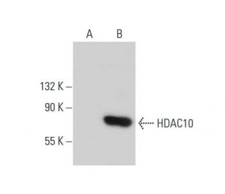 Histone Deacetylase 10 (HDAC10) Antibody (D-9) - Western Blotting - Image 139076
