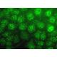 Histone Deacetylase 11 (HDAC11) Antibody (C-5) - Immunofluorescence - Image 370993 
