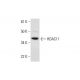 Histone Deacetylase 11 (HDAC11) Antibody (C-5) - Western Blotting - Image 289742