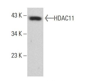 Histone Deacetylase 11 (HDAC11) Antibody (C-5) - Western Blotting - Image 381921 