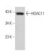 Histone Deacetylase 11 (HDAC11) Antibody (C-5) - Western Blotting - Image 381921 