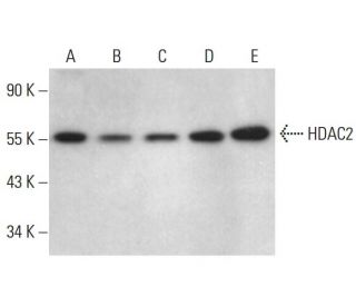 Histone Deacetylase 2 (HDAC2) Antibody (B-2) - Western Blotting - Image 376177 