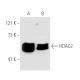 western blotting image from recommended Histone Deacetylase 2 (HDAC2) (C-8) monoclonal antibody replacement. Image 1393