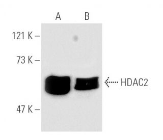 Histone Deacetylase 2 (HDAC2) Antibody (C-8) - Western Blotting - Image 1393 