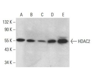 Histone Deacetylase 2 (HDAC2) Antibody (F-6) - Western Blotting - Image 376174 