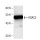 Histone Deacetylase 3 (HDAC3) Antibody (1) - Western Blotting - Image 136758