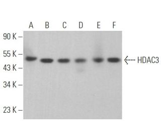 western blotting image from recommended Histone Deacetylase 3 (HDAC3) (A-3) monoclonal antibody replacement. Image 360945